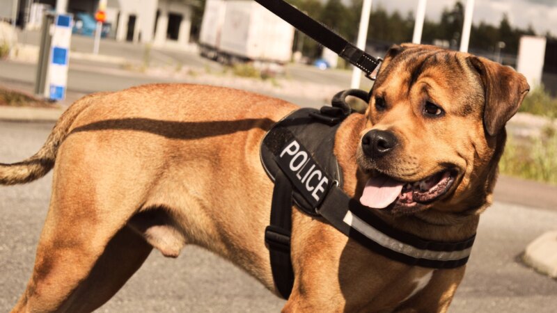 A police K-9 unit, like those used in the Ashburnham woods search (Photo: Pexels)