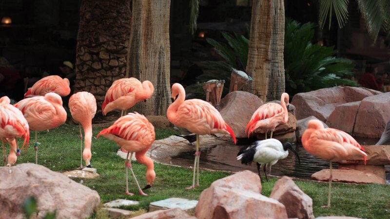 Flamingos wading in the wildlife habitat at the Flamingo hotel in Las Vegas (Photo: globotreks.com)