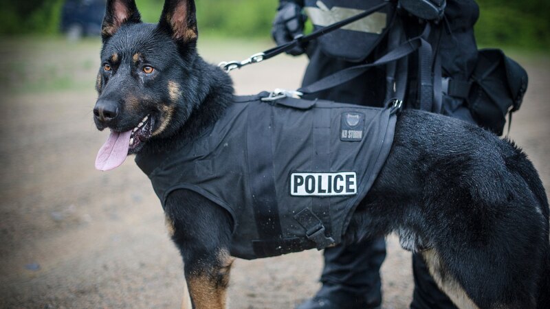 A police K-9 wearing a protective vest with its handler (representative file photo)
